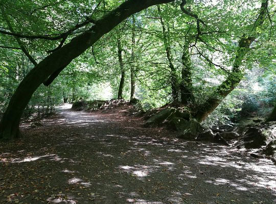 long Timber Wood